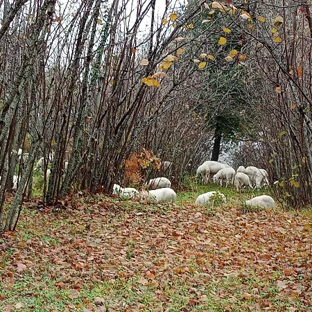 Gospodarstwo agroturystyczne La Caraffara Sull' Etna *